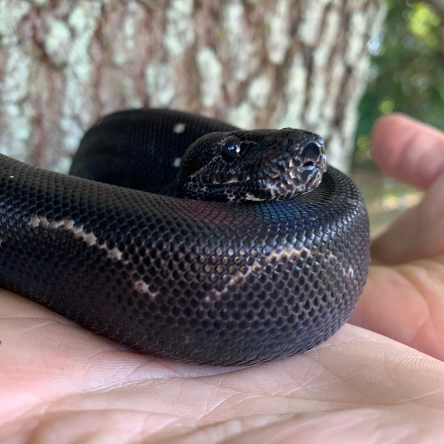 Black boas best sale